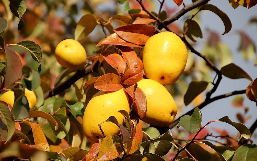 Eating The Seasons - Quince